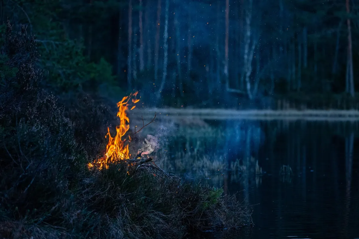 bois de laurier pour chauffage