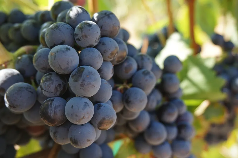 sarment de vigne pour bouture