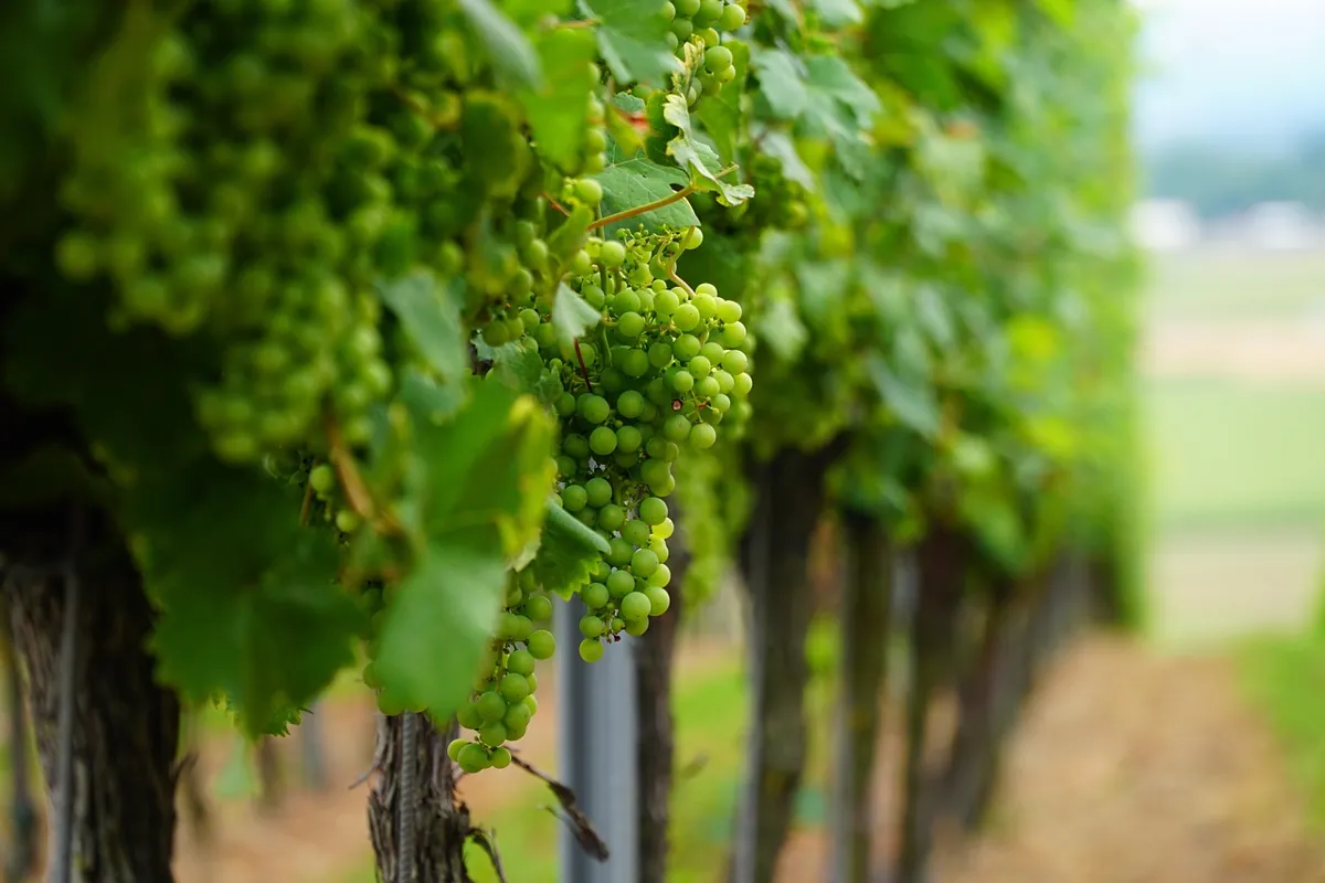 bouturer la vigne dans l'eau