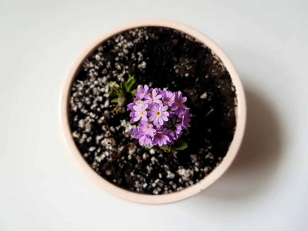 entretenir une orchidee qui ne refleurit pas