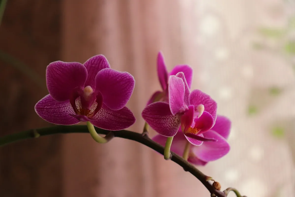 entretenir une orchidee qui ne refleurit pas