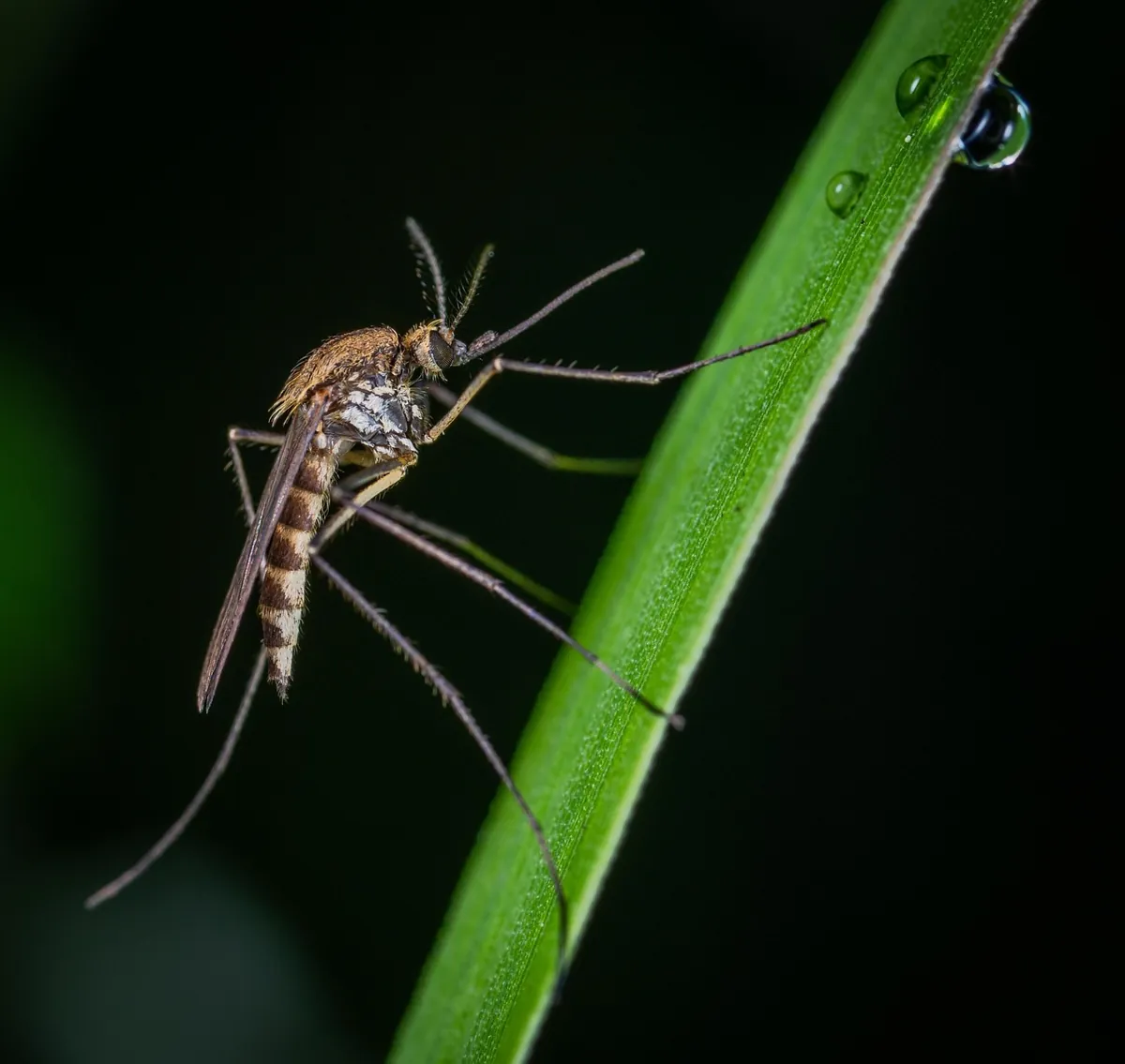 faire fuir les moustiques naturellement