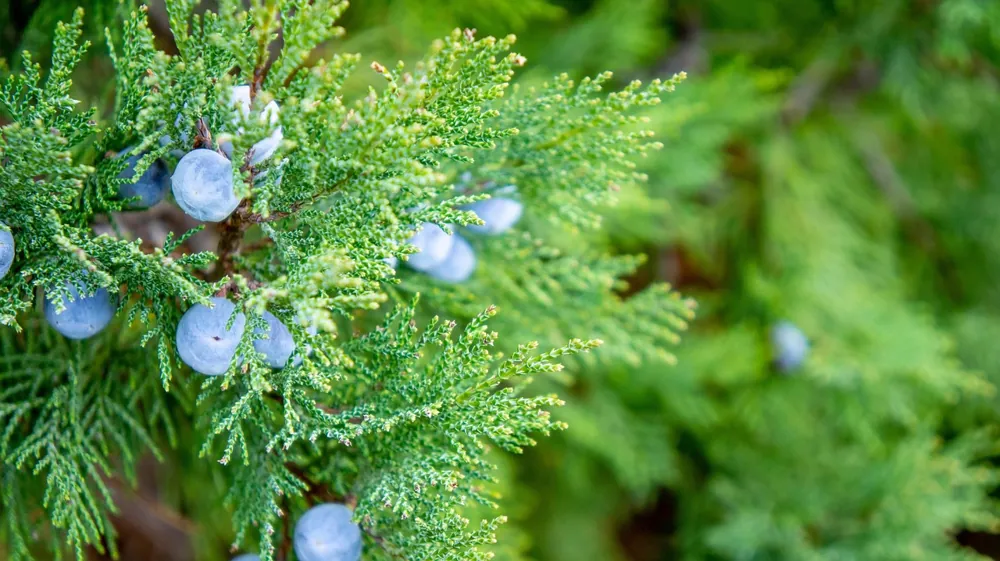cyprès planté à bonne distance de la maison