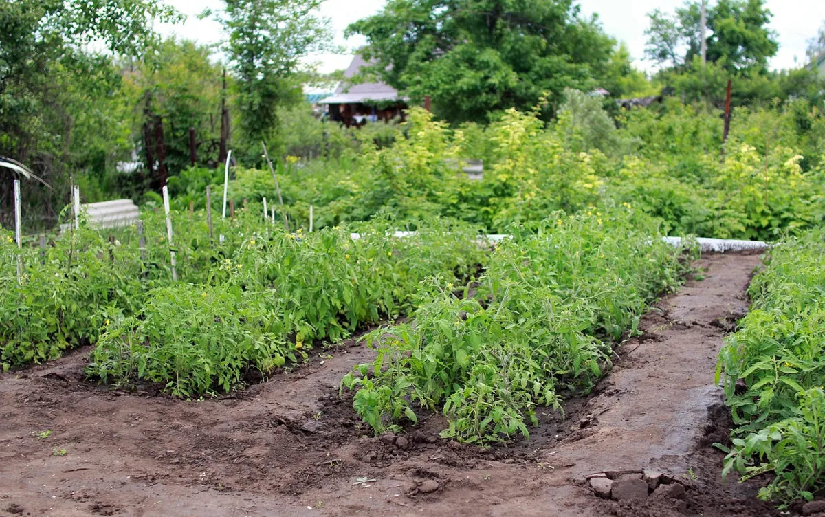 récolte des pommes de terre