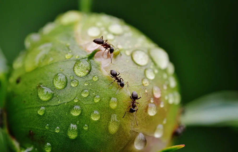 se debarrasser des fourmis dans la maison