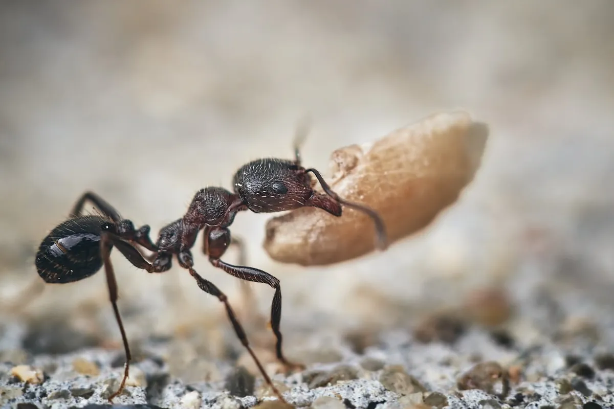 se debarrasser des fourmis dans la maison
