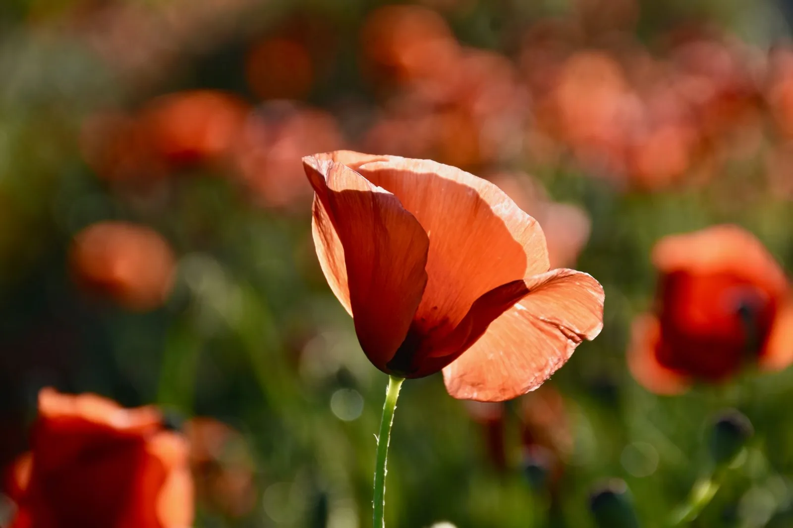 Pavot et coquelicot : comment les distinguer facilement ?