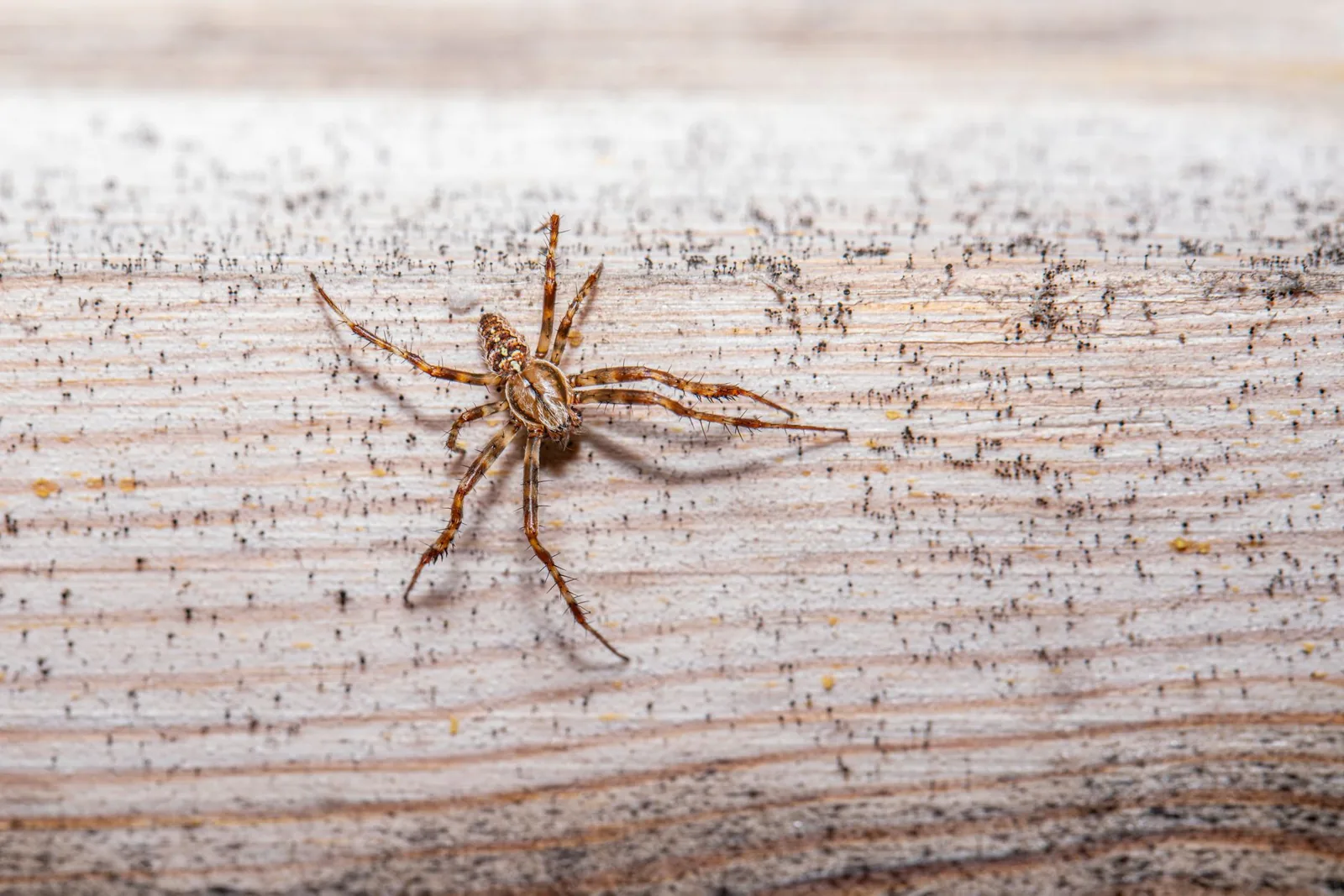 Œufs d’araignée dans la maison : identification, risques et solutions efficaces