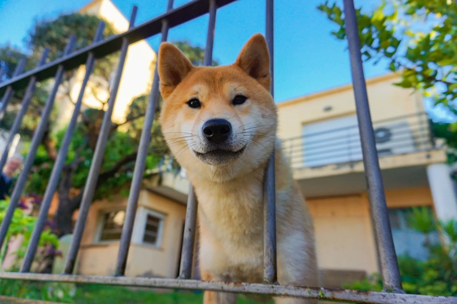 Fabriquer une trappe pour chien fait maison : le guide pratique étape par étape