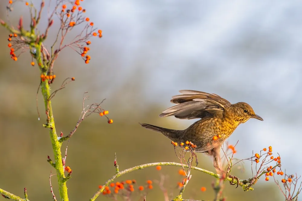 attirer les oiseaux au jardin