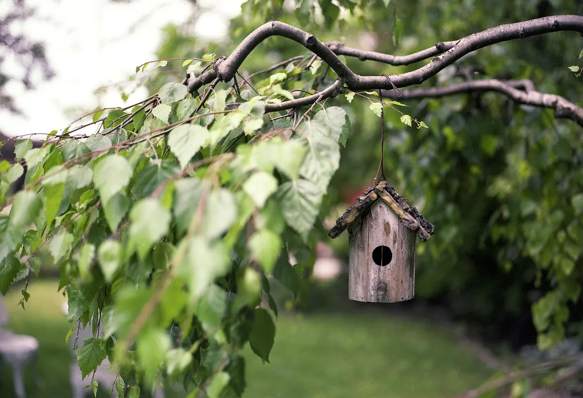 Attirer les oiseaux au jardin