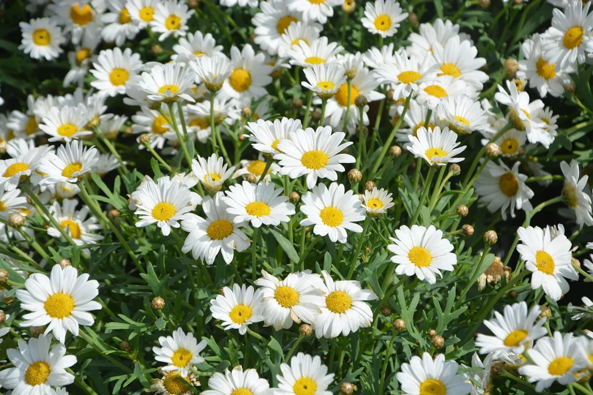 Créer un massif de fleurs