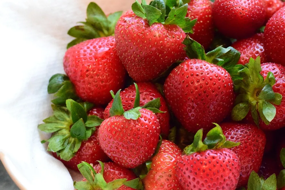 cultiver des fraises