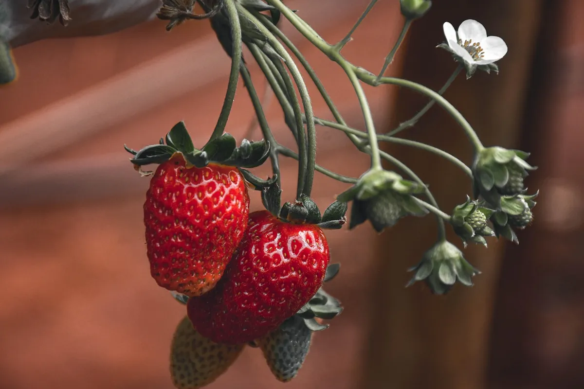 Cultiver des fraises