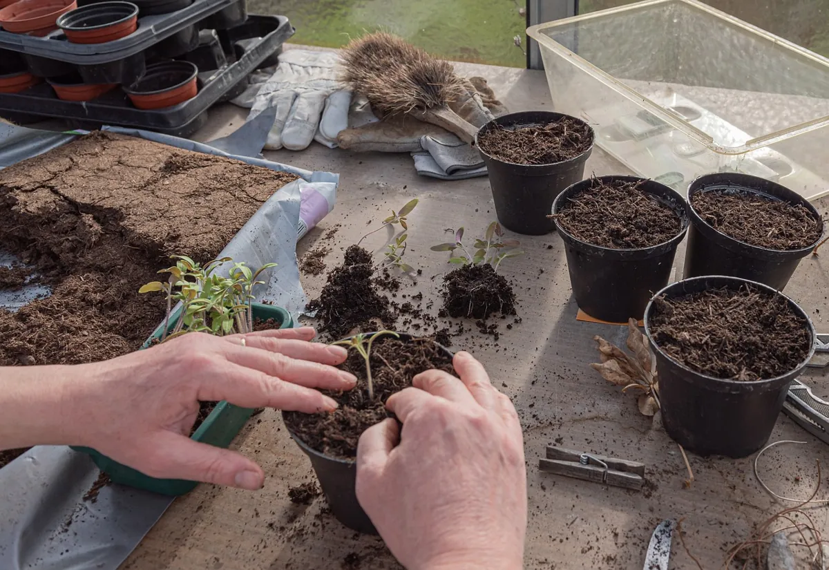 Cultiver des tomates en pot
