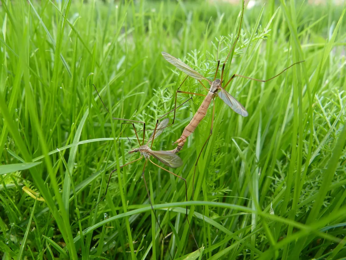 Éloigner les moustiques du jardin