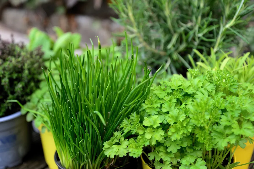 faire pousser herbes aromatiques