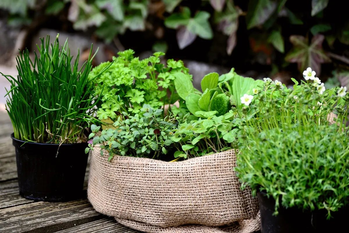 faire pousser herbes aromatiques
