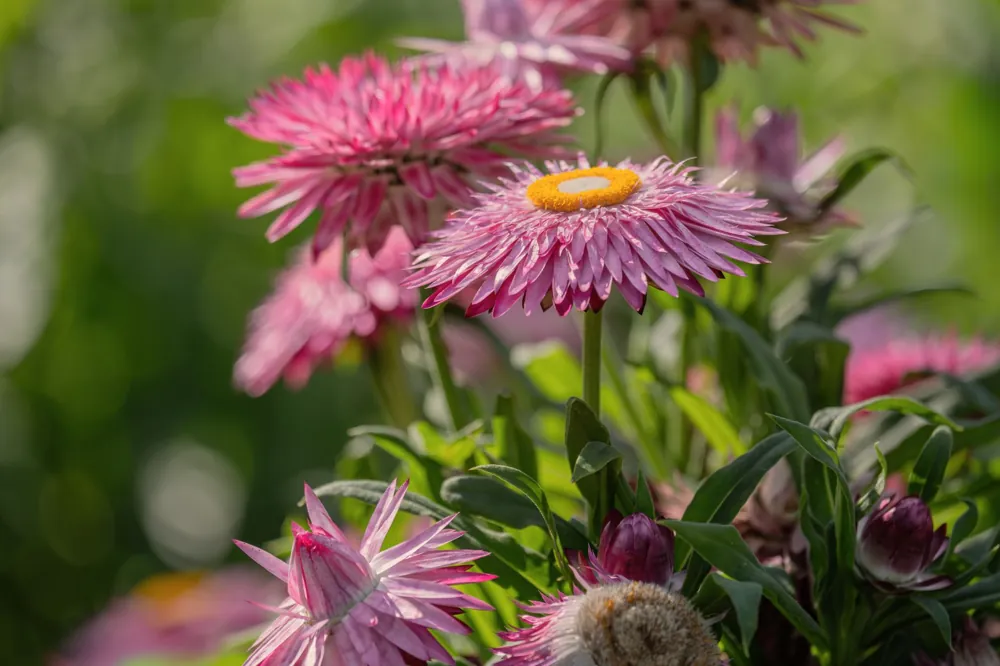 pailler son jardin
