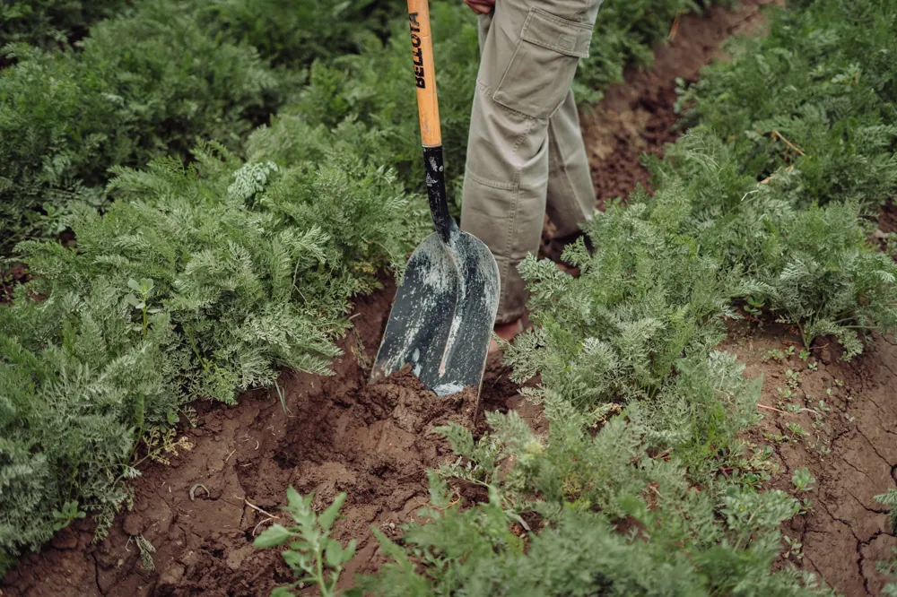 pailler le potager avec de la paille entre les rangs de légumes