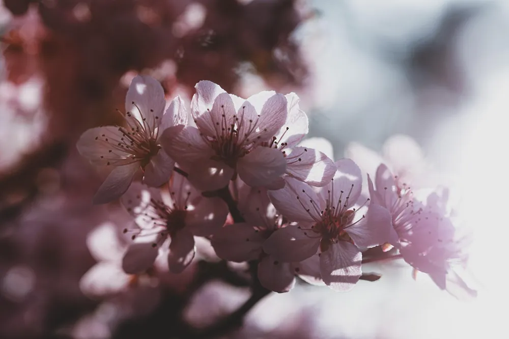 planter arbre fruitier