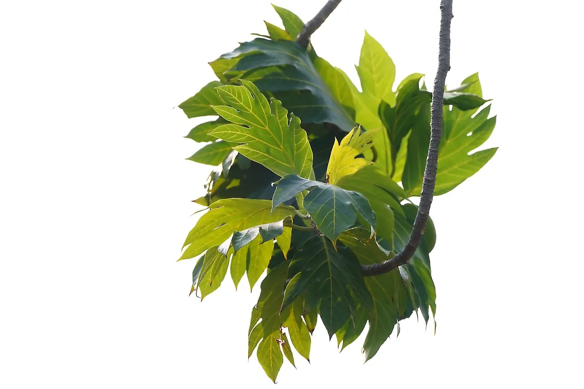 Planter un arbre fruitier