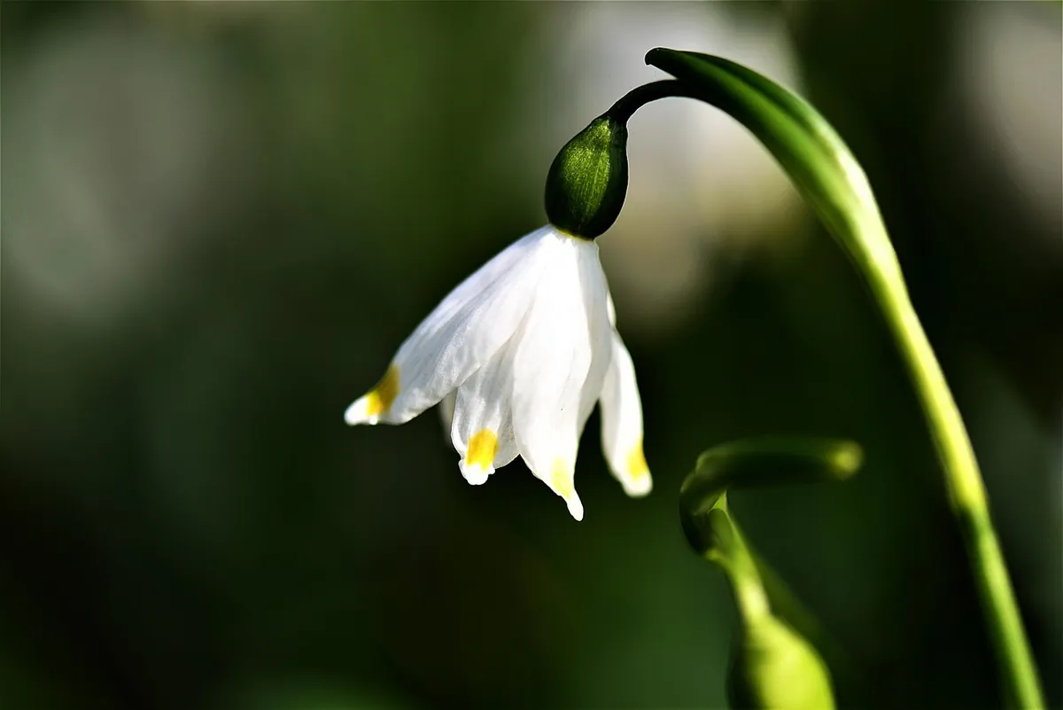 Planter un bulbe de printemps