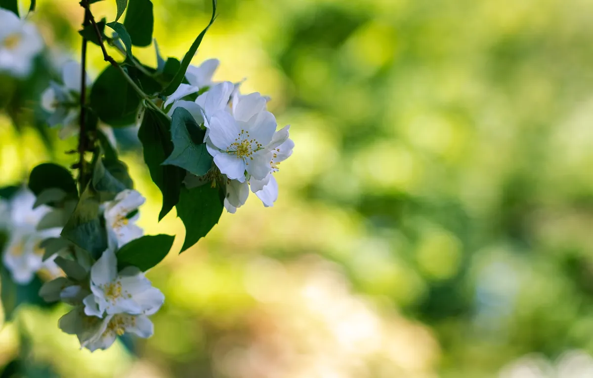 planter un rosier