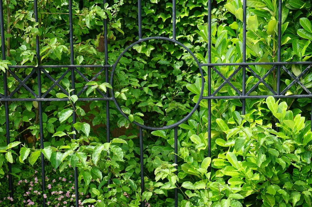 planter haie de laurier