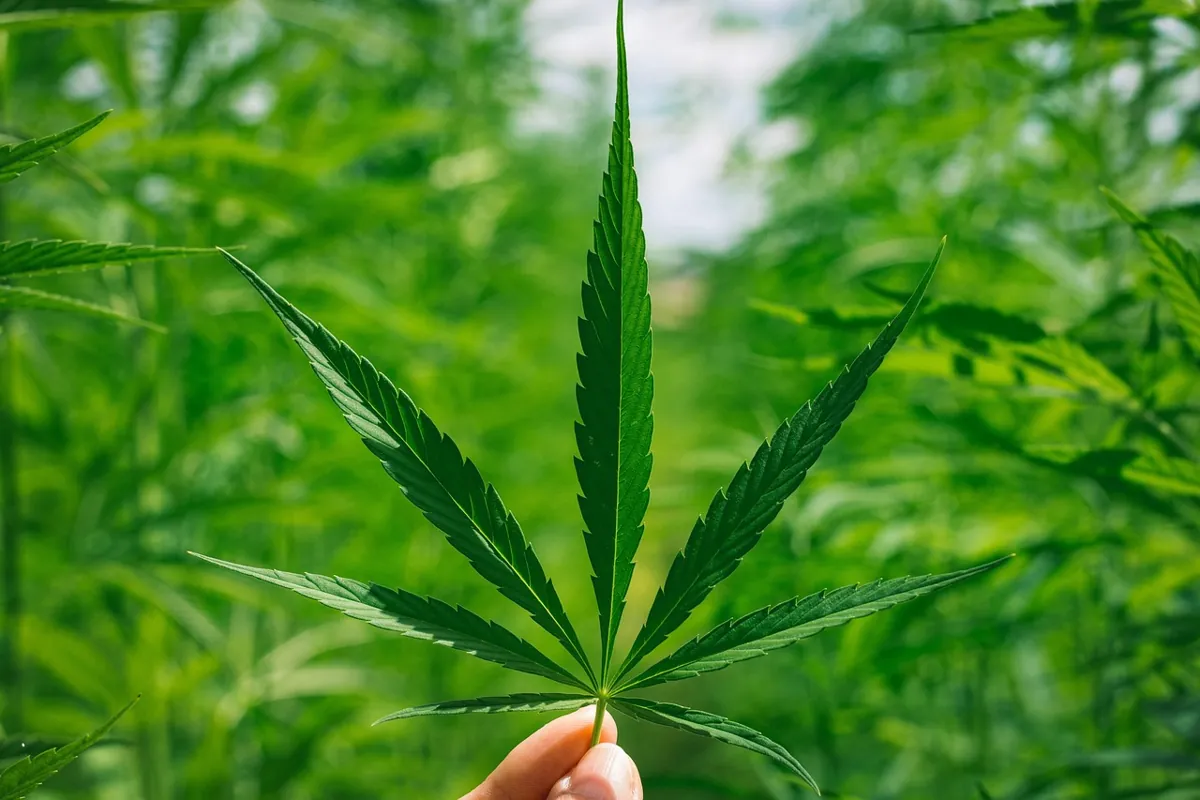 Se débarrasser des mauvaises herbes naturellement