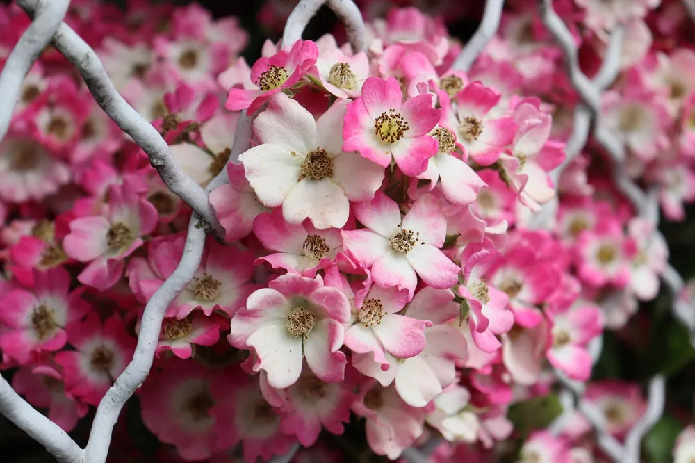 tailler un rosier au sécateur au-dessus d'un œil au printemps