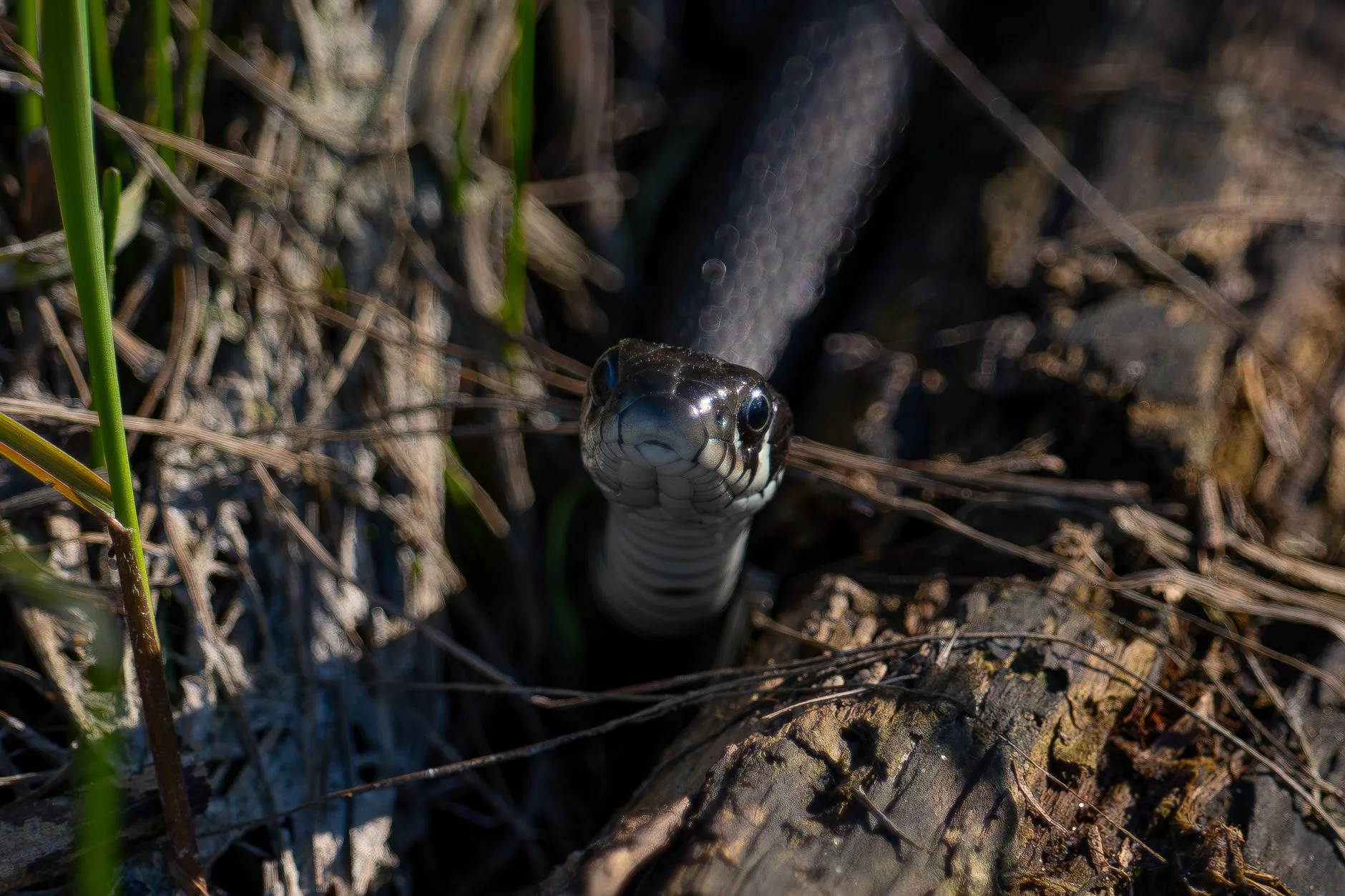 Couleuvre dans un jardin, illustrant l'inefficacité de la javel contre les serpents