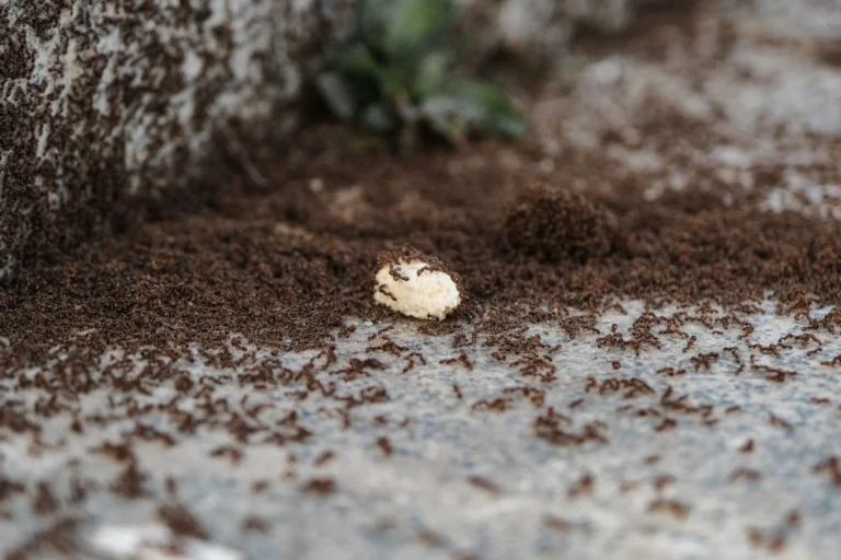 Se débarrasser des fourmis dans la maison : trouver le nid et en finir