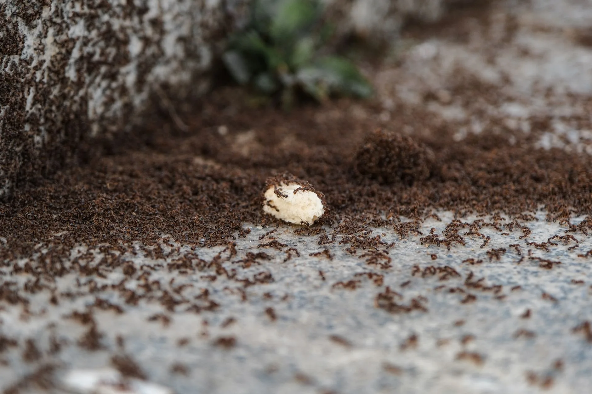 Colonne de fourmis le long d'une plinthe de cuisine, le premier signe qu'il faut se débarrasser des fourmis dans la maison