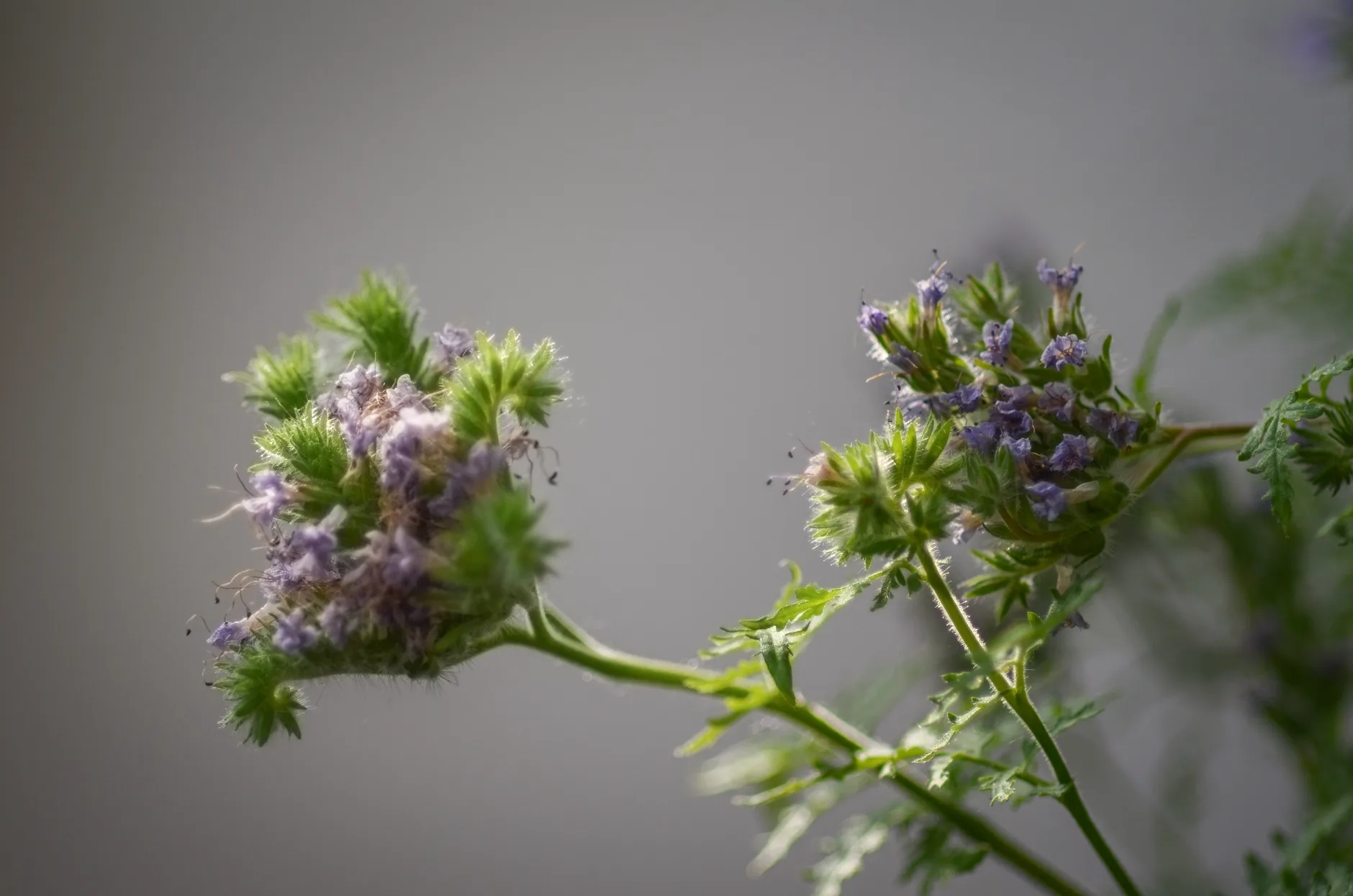 Quand semer un engrais vert et quand l’enfouir ?