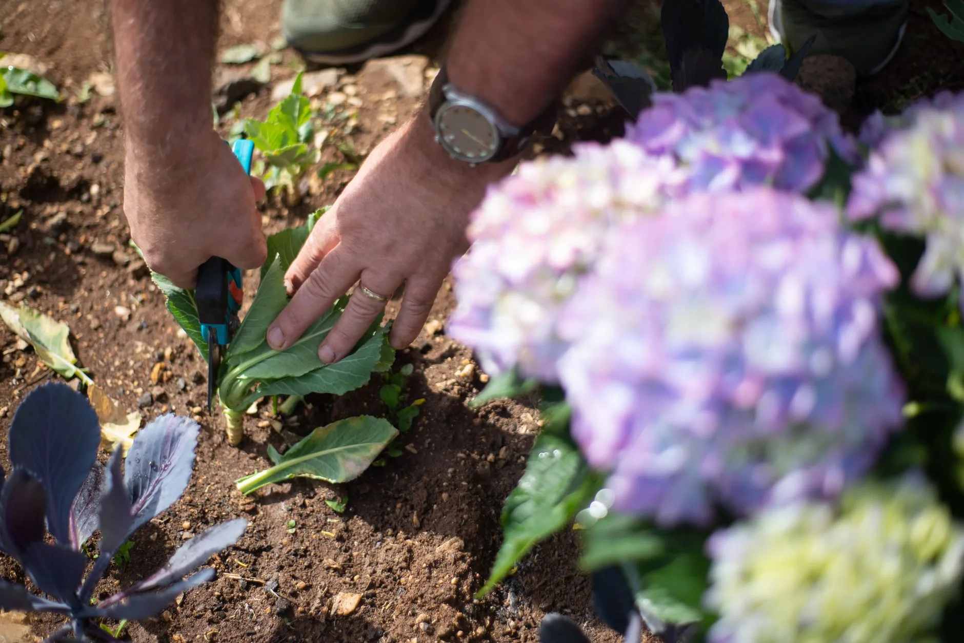 Quand tailler un hortensia sans perdre ses fleurs ?